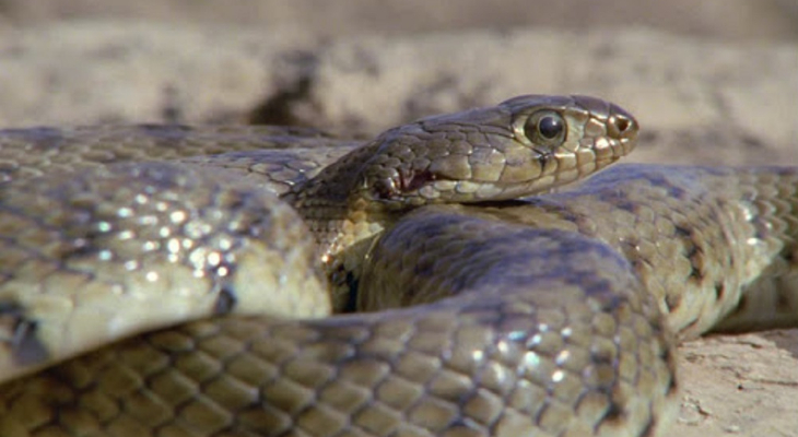 Algerian whip snake