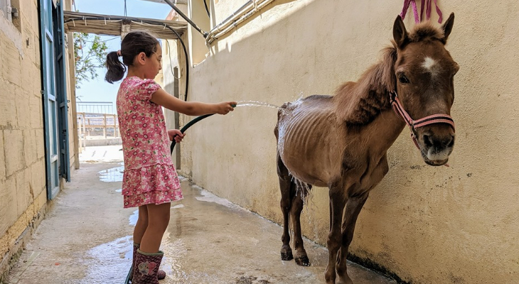 horses