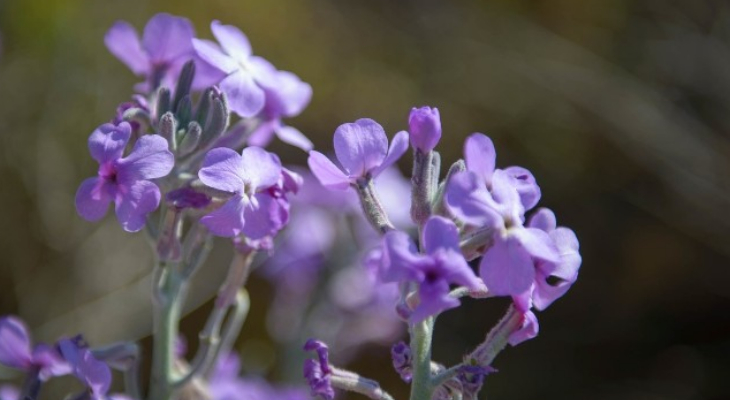 6. Maltese Stocks (Matthiola Incana SSP. Melitensis)