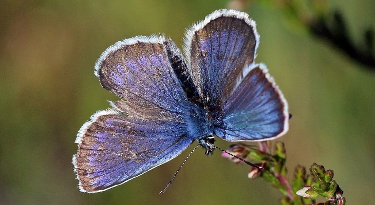 Silver-studded blue (Plebeius argus) male