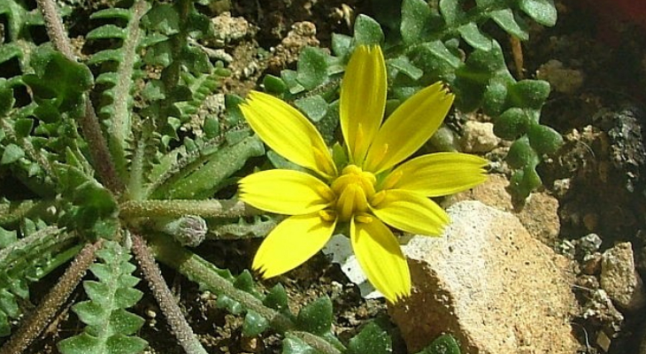 4. Gozo Hyoseris (Hyoseris frutescens)