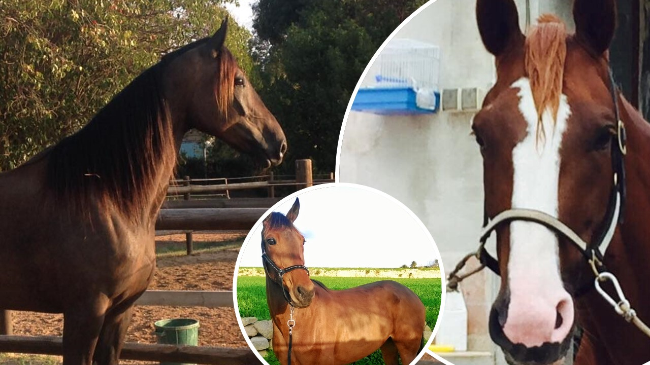 Meet Charlie & friends! These 7 retired horses have found homes across