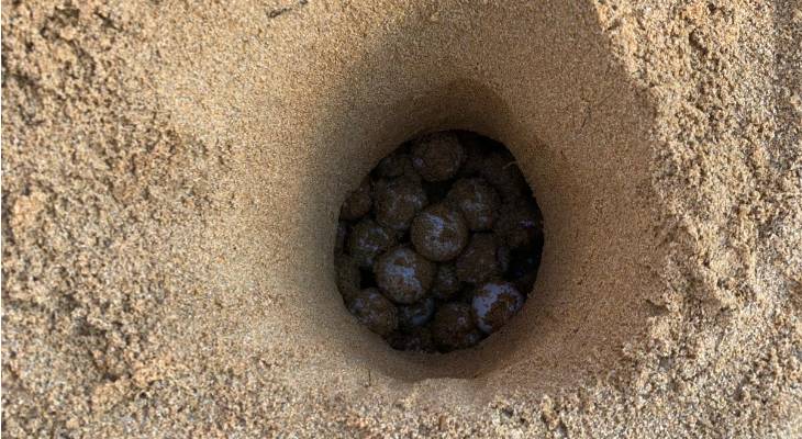 Turtle eggs