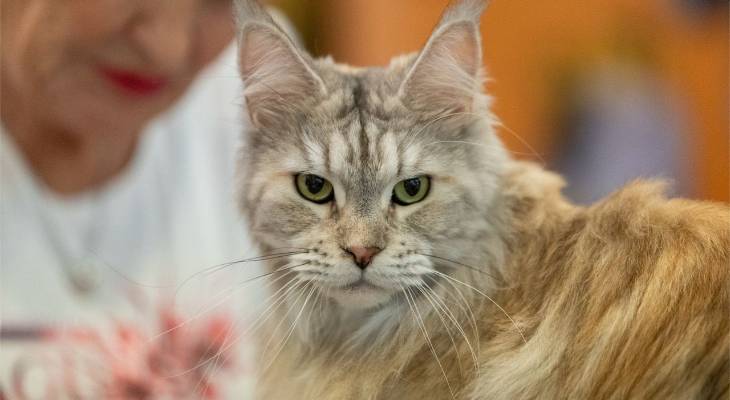 Three-Day Cat Show Malta