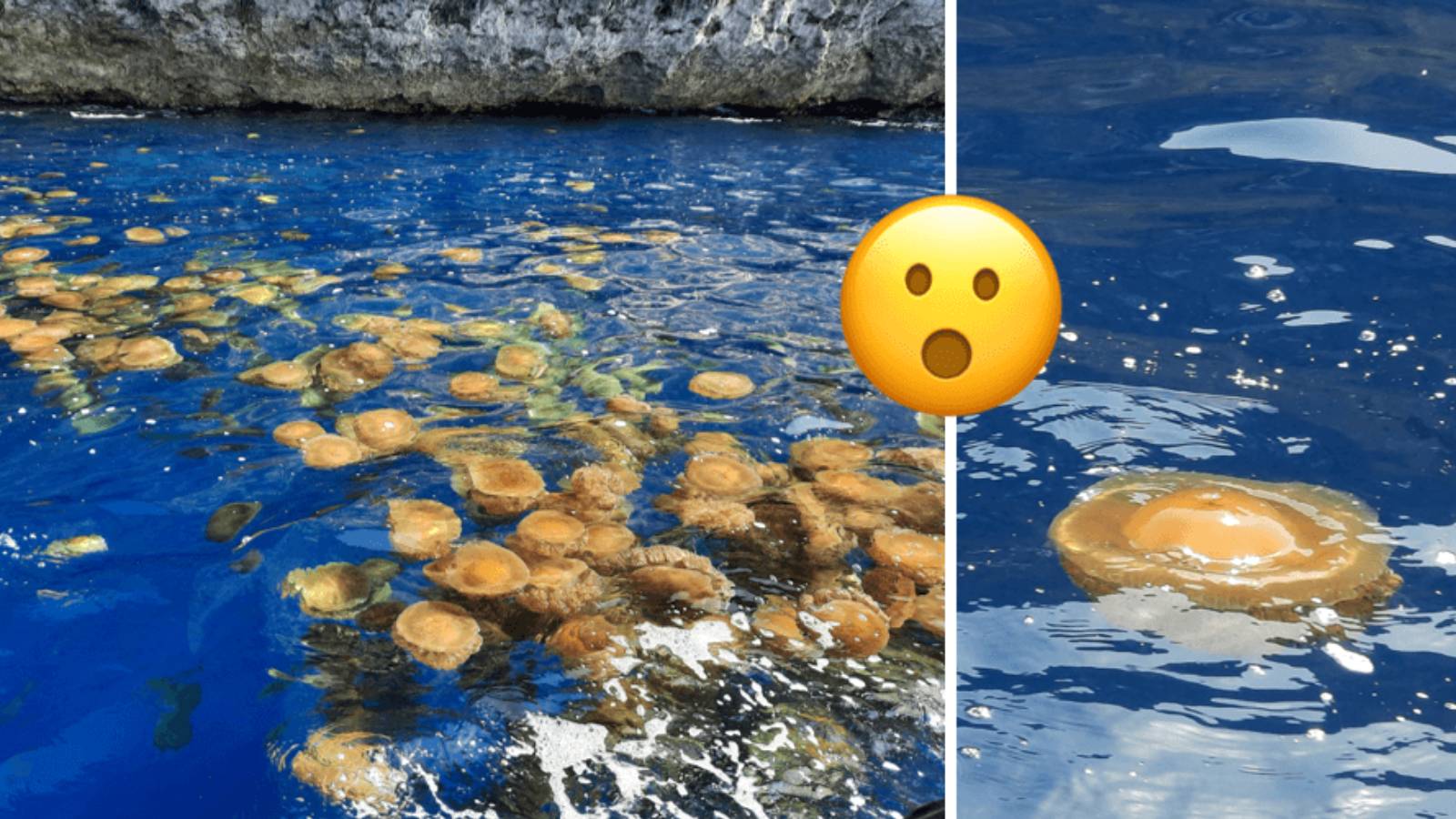 ‘Jellyfish the size of PIZZAS’ Malta records its largest fried egg