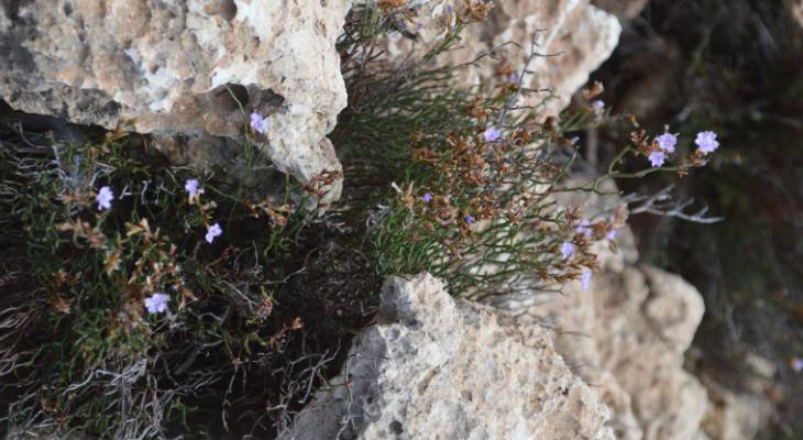 Sea Lavender New Plant Malta