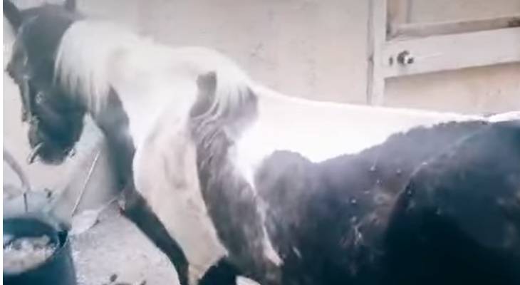 horse