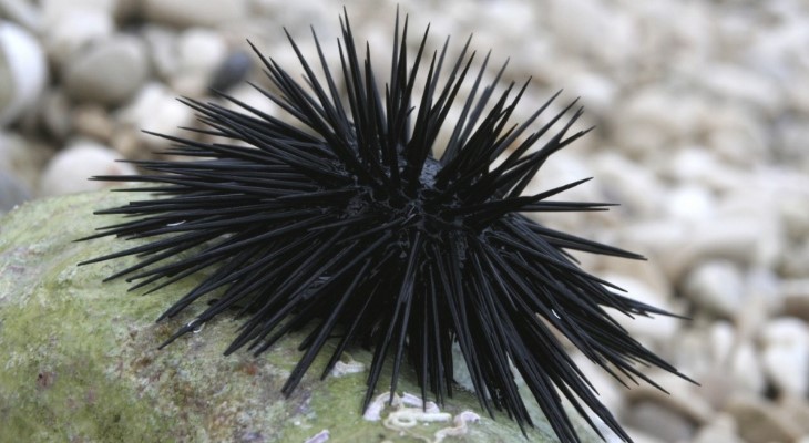 Sea urchin