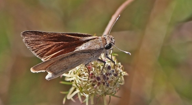 Pigmy skipper (Gegenes pumilio)