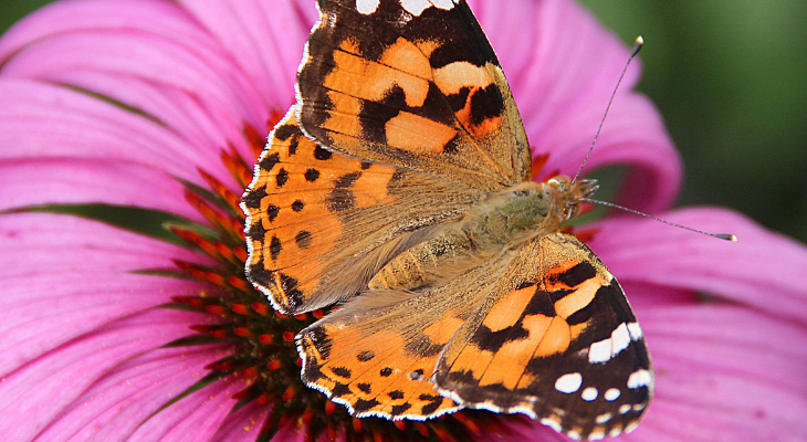 Painted Lady (Vanessa Cardui)