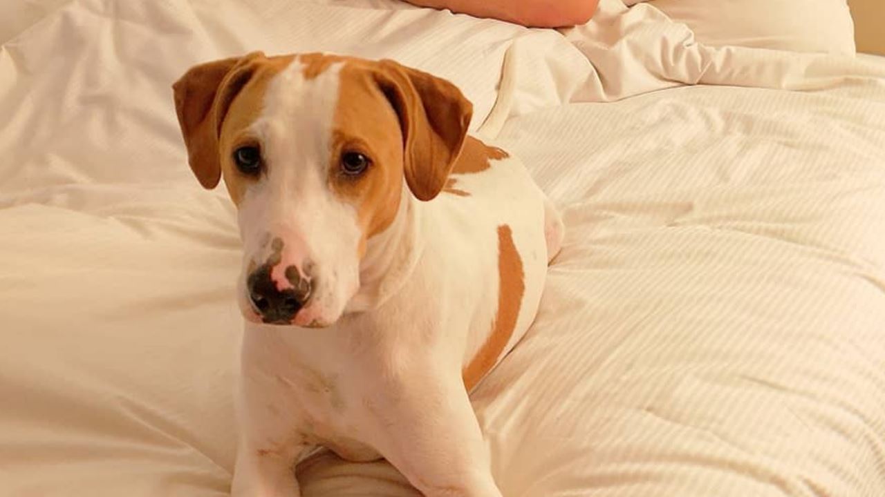 pet friendly hotels Malta Gozo you your pooch  or kitty  will LOVE