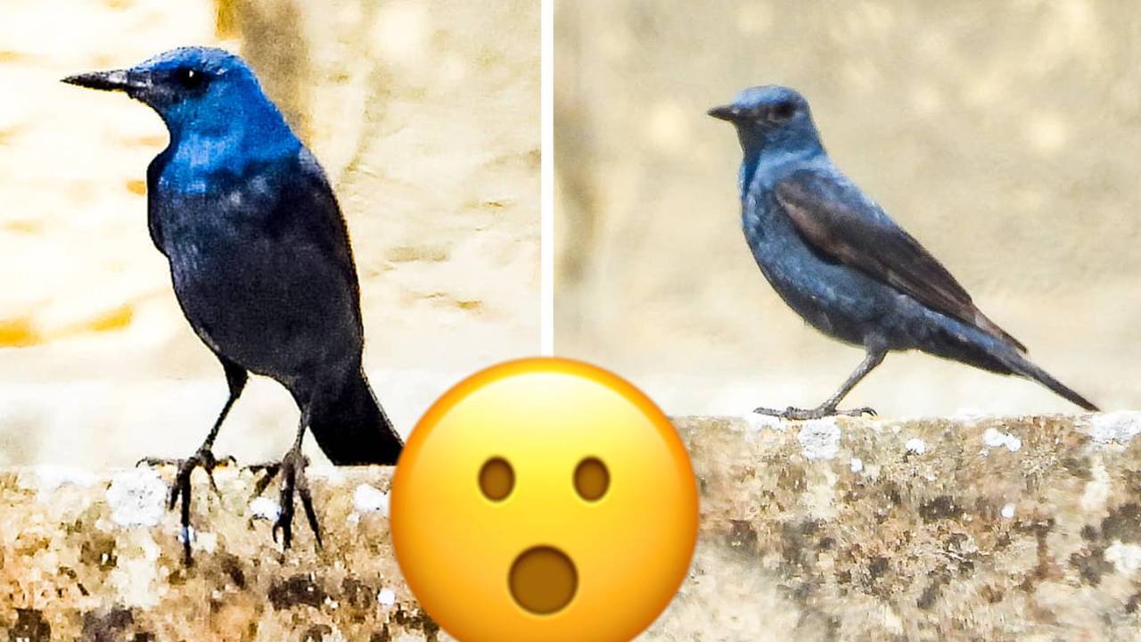 Malta’s national bird spotted chilling out in Gozo & these photos prove