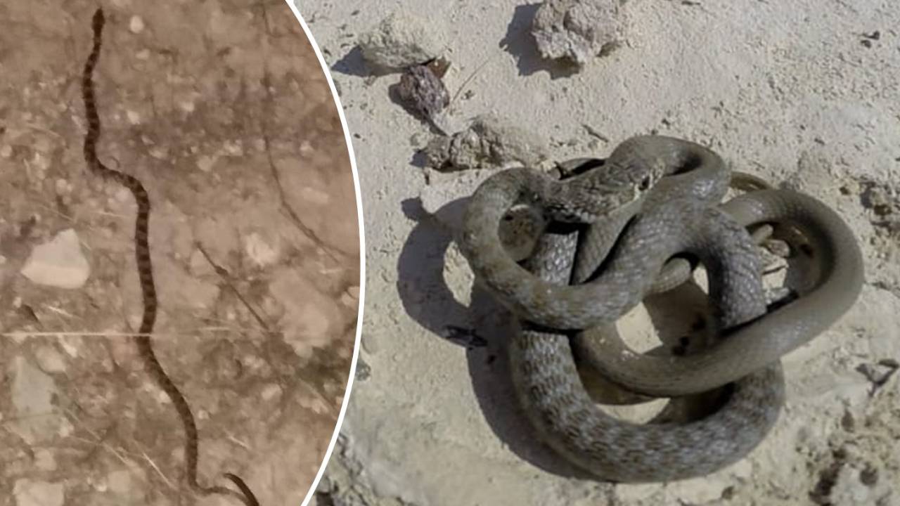 These snakes were recently spotted around Malta... but are they dangerous?