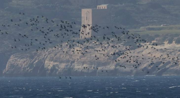 Maltese photographer stunningly captures flock of ducks flying over the Gozo Channel