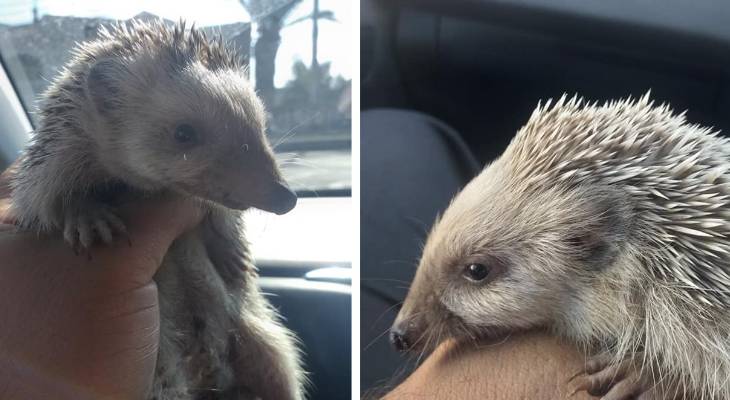hedgehog