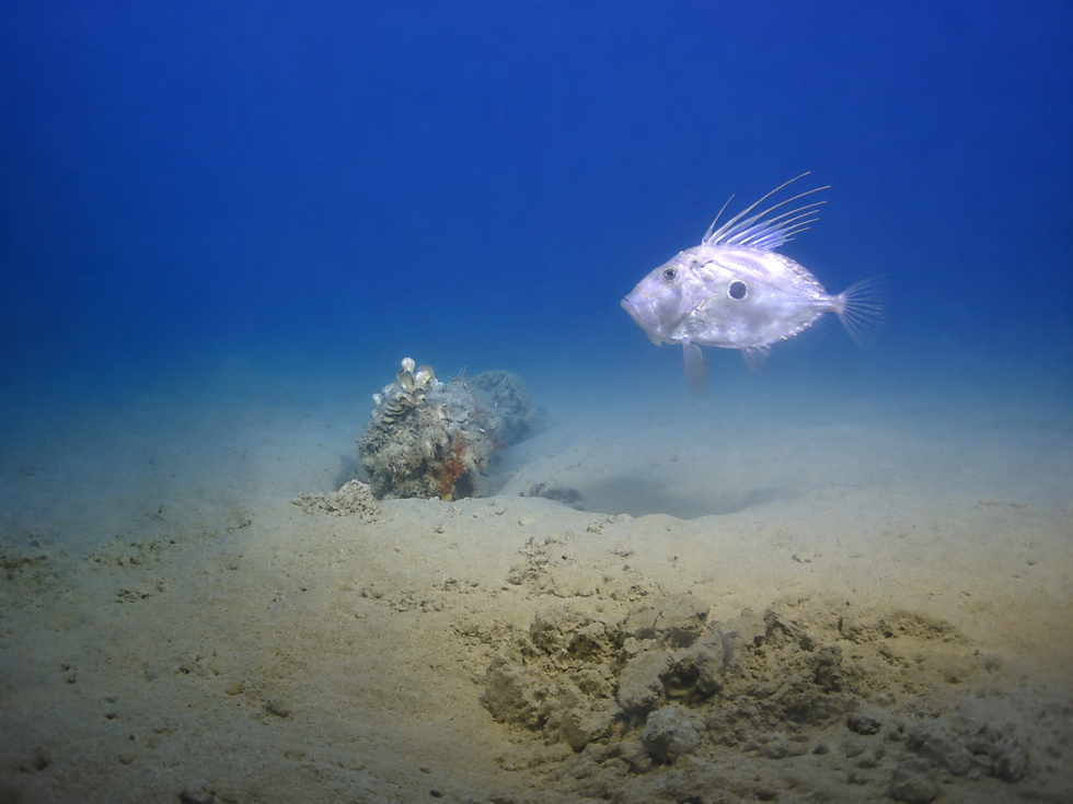 100 WWII explosives removed from route of Second Malta–Sicily interconnector