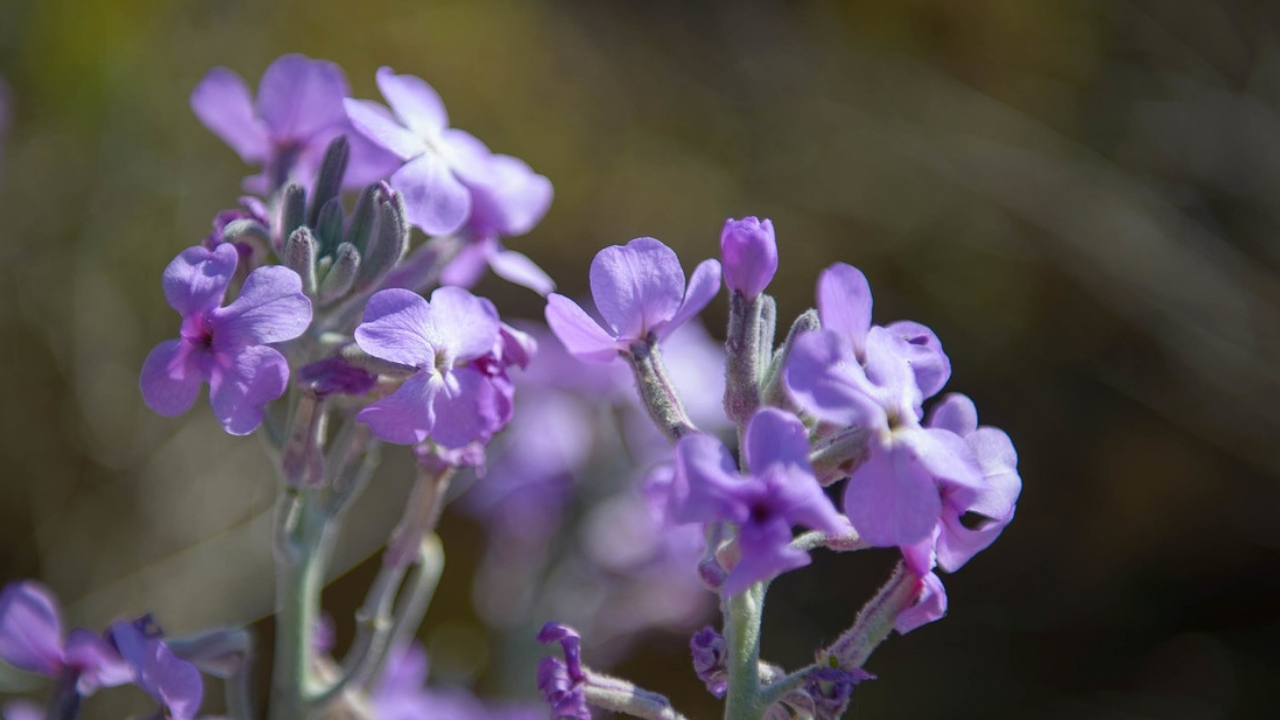 Made in Malta! Look out for these endemic plants in the Maltese countryside