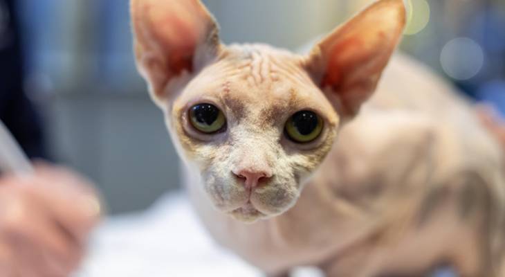 70 cats showcasing their feline prowess at this weekend’s Coral Jubilee cat show