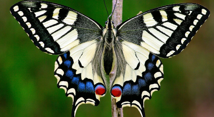 Common Yellow Swallowtail 