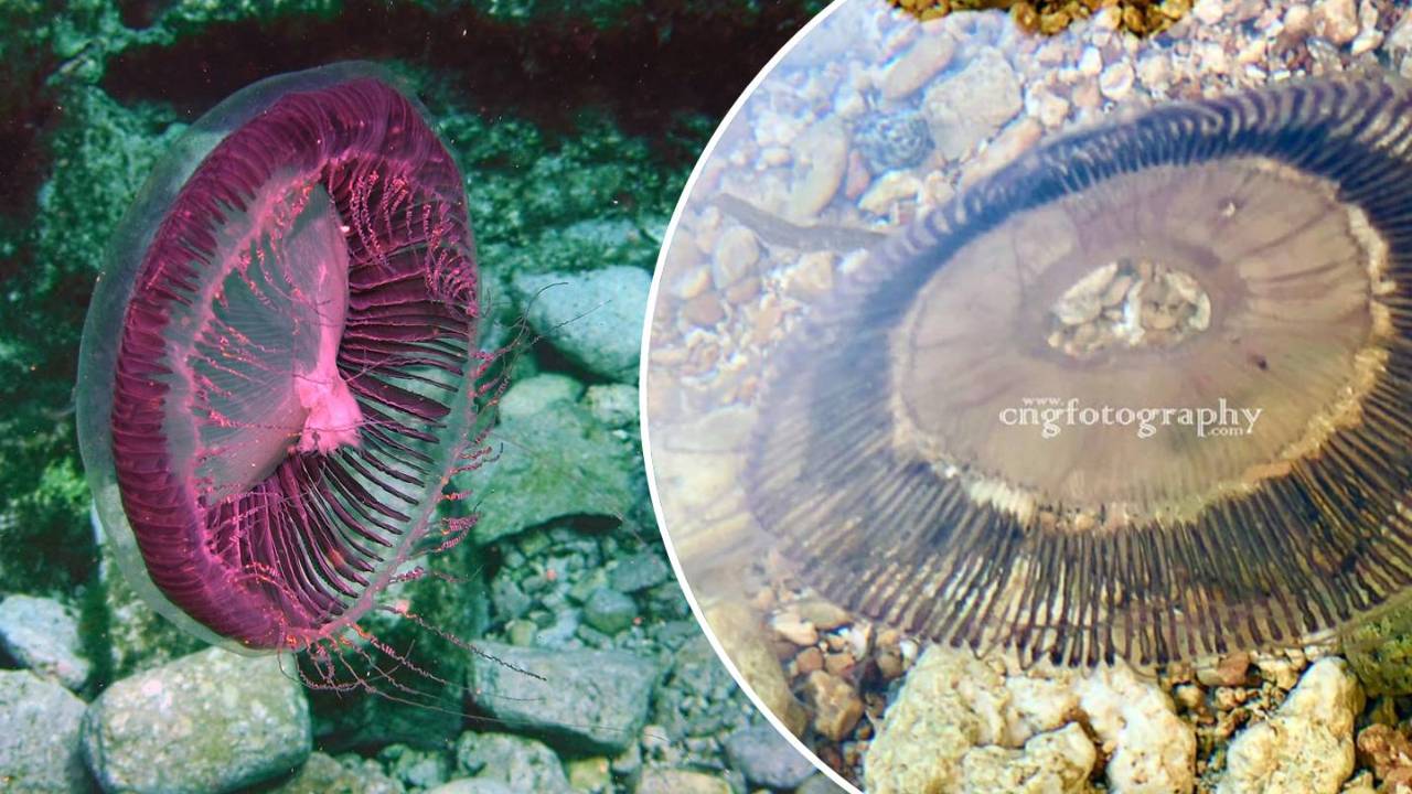 Rare jellyfish species that only appears in spring came out to greet