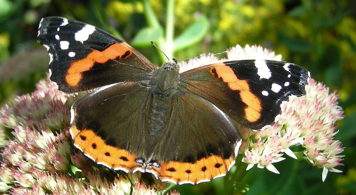 Red Admiral (Vanessa Atalanta)