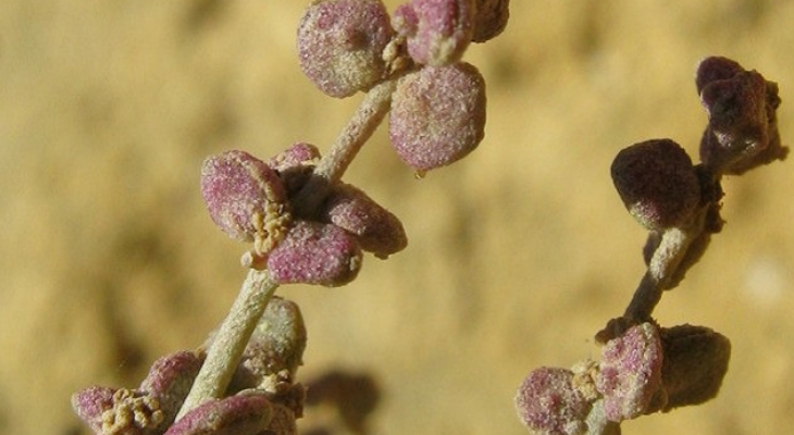 1. Maltese Cliff-Orache (Atriplex Lanfrancoi)