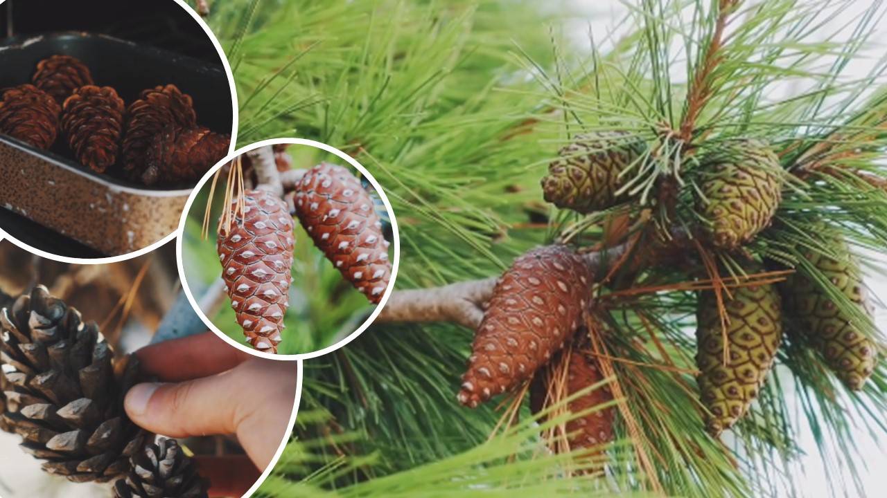 WATCH Ghaqda Sigar Maltin shows how to grow this Maltese tree in your