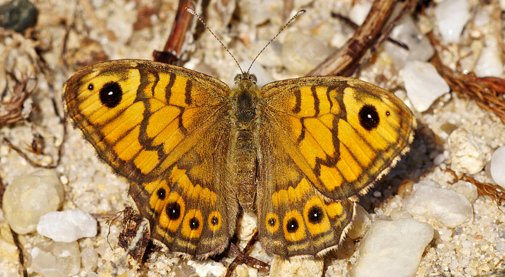 Wall Brown (Lasiommata Megera)