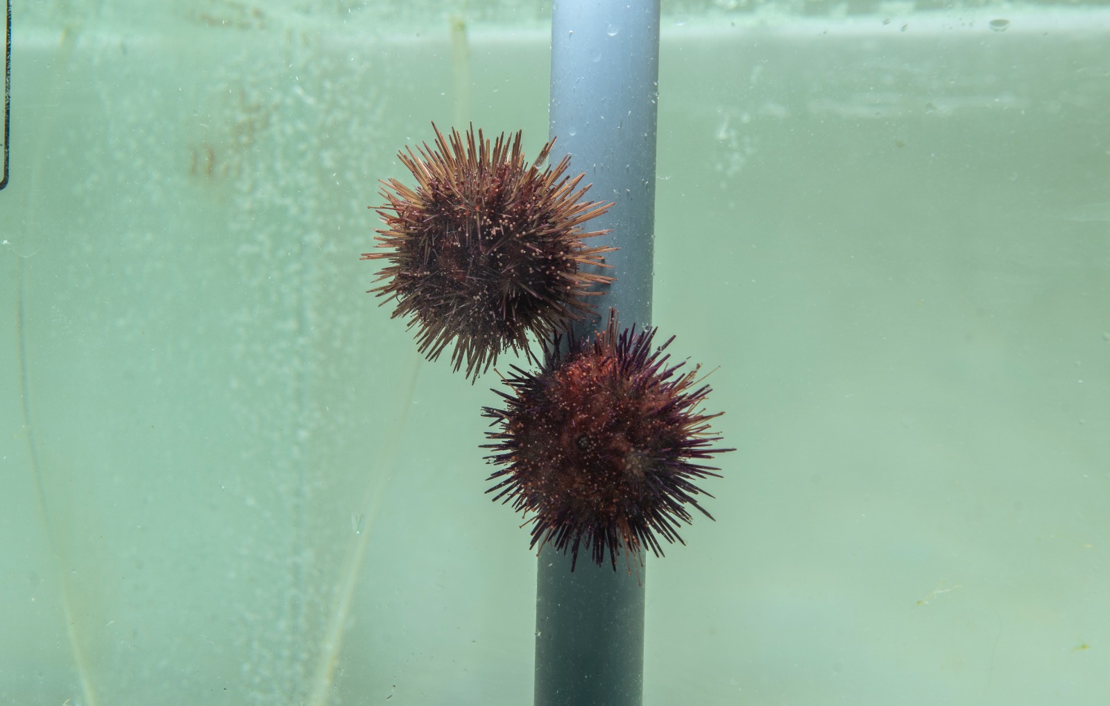 sea urchins