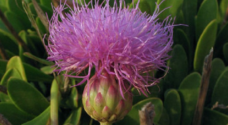 7. Maltese Rock-Centaury (Cheirolophus Crassifolius)