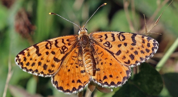 Spotted Fritillary or Red-Band Fritillary (Melitaea Didyma)