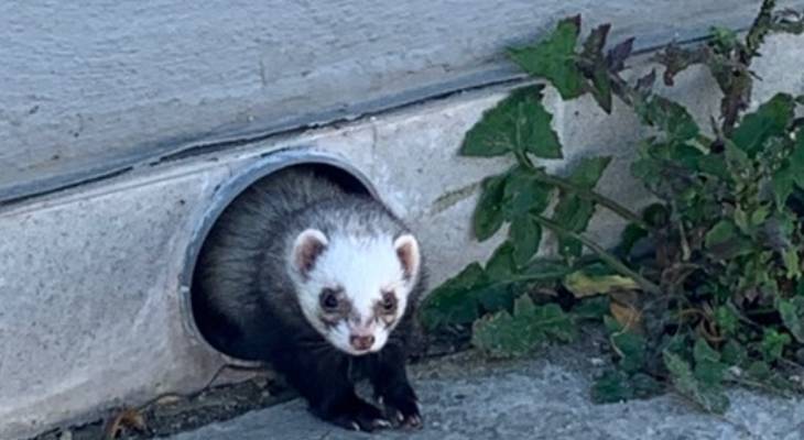 Yuss! Online community rallies to locate owner of little ferret spotted in birkirkara