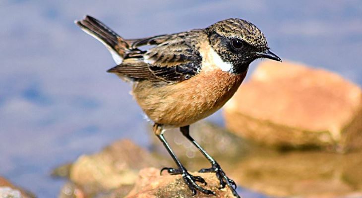 birds