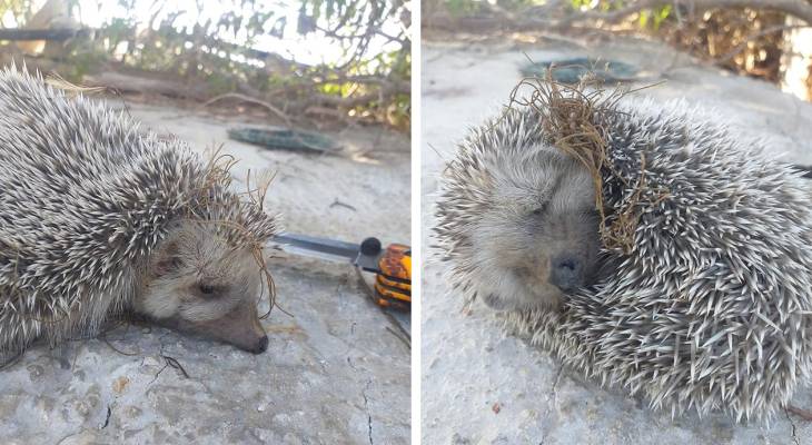 hedgehog