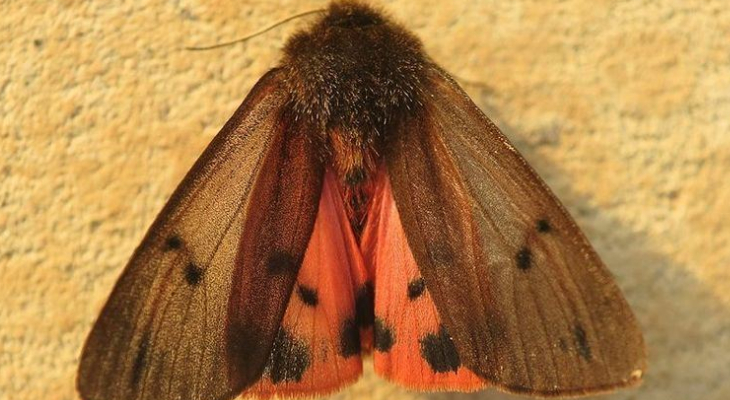 Phragmatobia Fuliginosa ssp. Melitensis