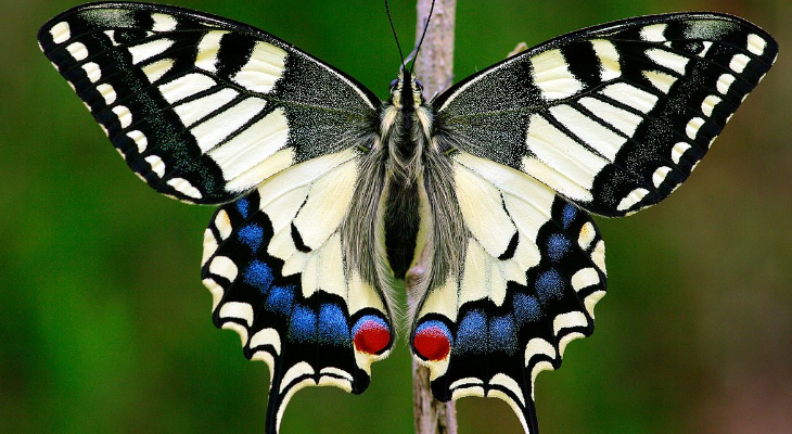 Wikimedia Commons/Entomolo (Common Swallowtail)