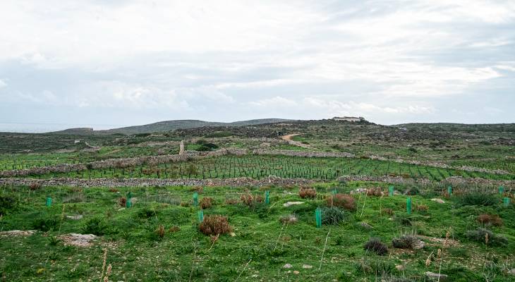 comino