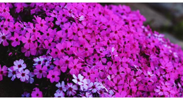 Pink flower