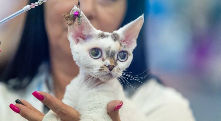 Three-Day Cat Show Malta