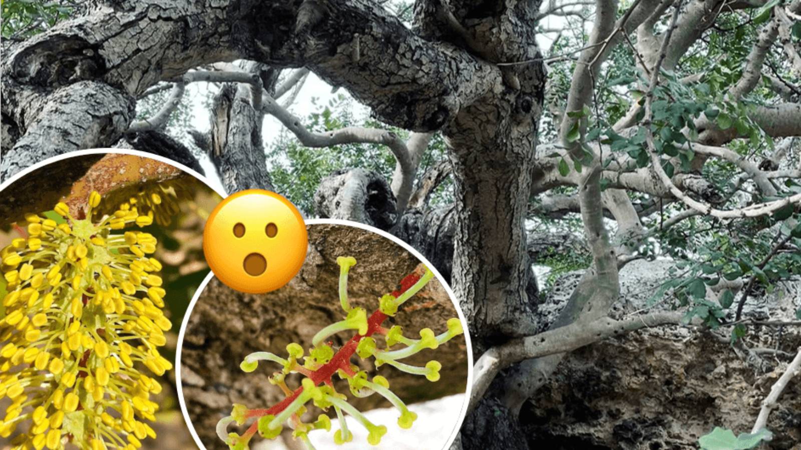 Have you spotted the different carob trees in Malta? These bloom