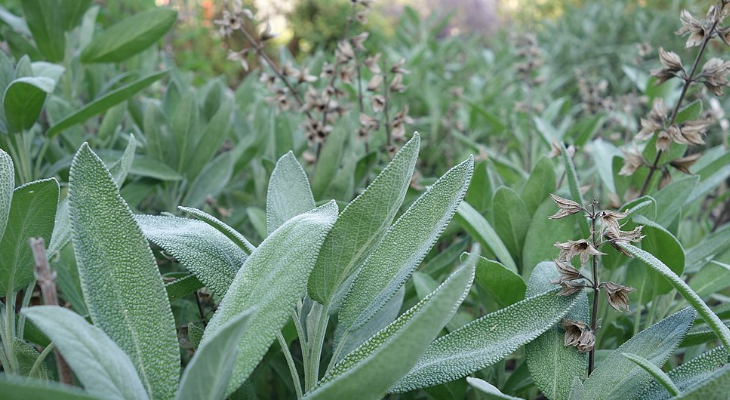 Garden Sage Wikimedia Commons