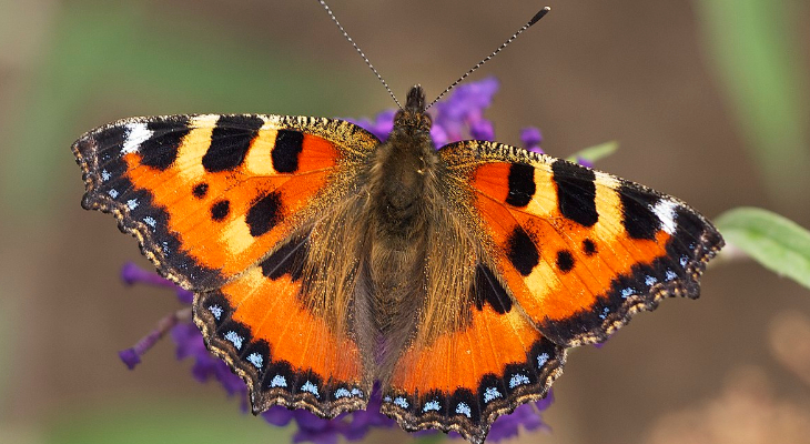 Small Tortoiseshell (Aglais Urticae)