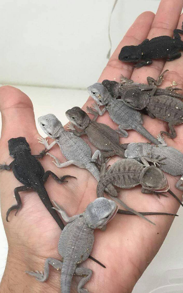 Malta Herpetological Society