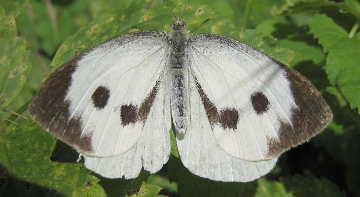 Cabbage Butterfly, Cabbage White or Large White (Pieris Brassicae)