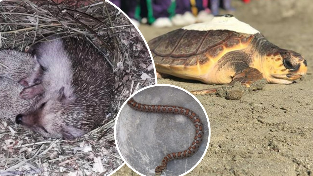 From hedgehogs to snakes, help is at hand for animals in the wild in Malta!
