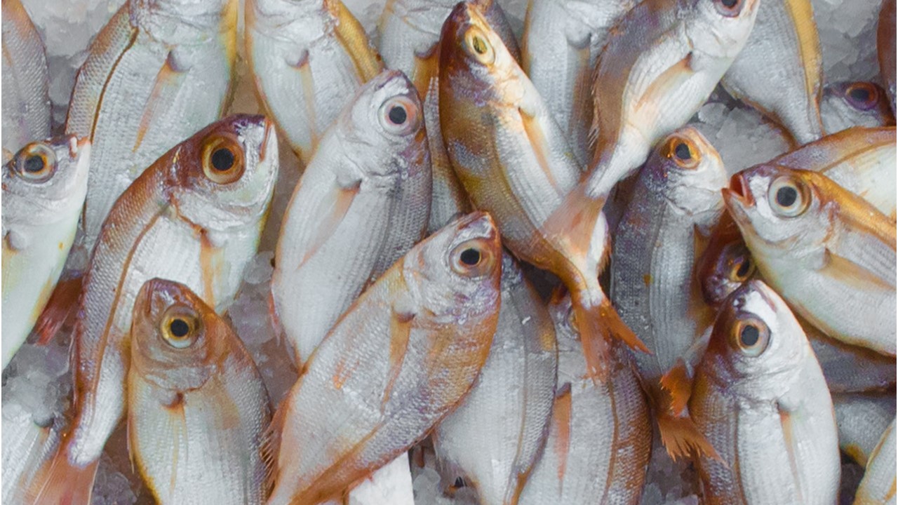¡Órale! 44+  Listas de Bisnis Frozen Ikan Laut? Seorang ibu memajang ikan kering olahan tradisional untuk dijual kepada konsumen di kawasan lhok …