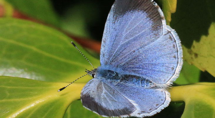 Holly Blue (Celastrina Argiolus)