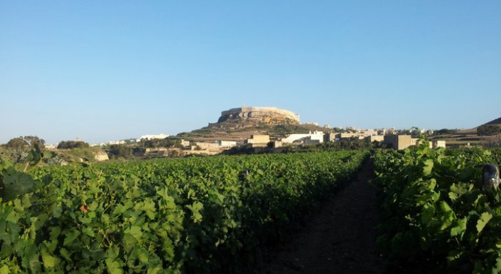 Some wine in the sun? Pick up a glass and go on a tour of Malta’s vineyards