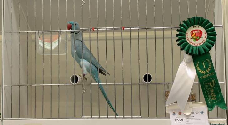 bird