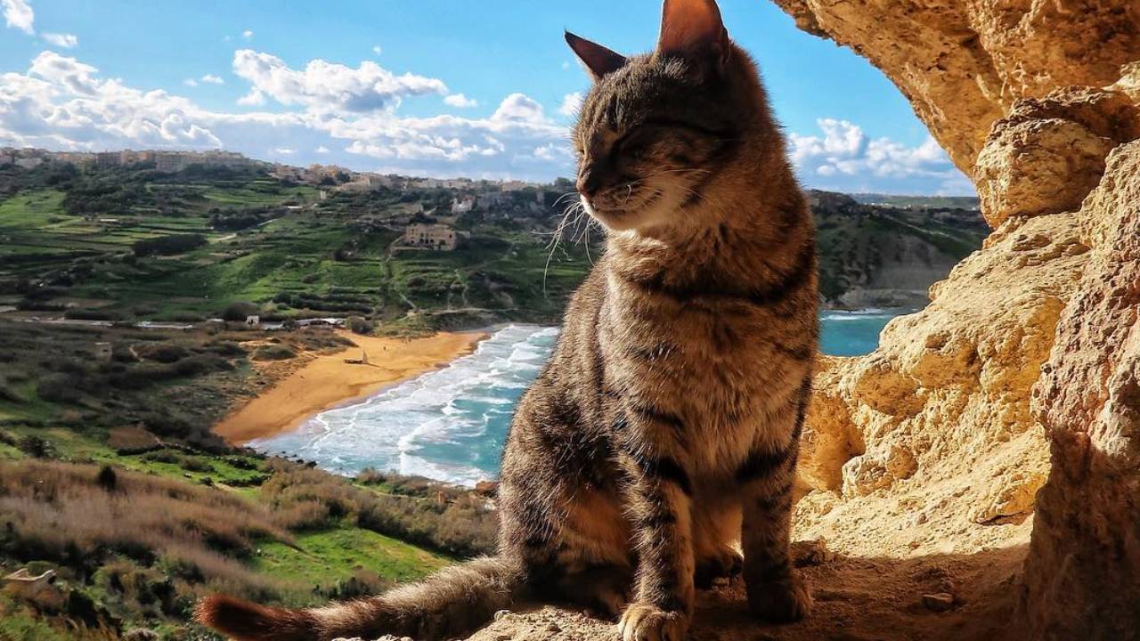 Meow! 15 pictures of Malta cats that will get you purring